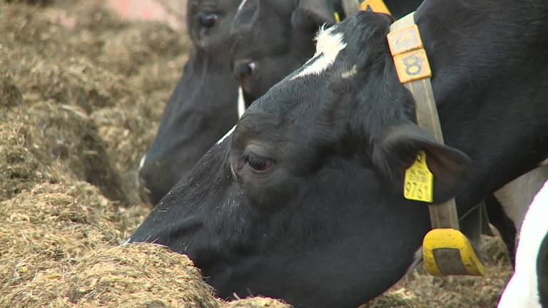 CDA Brabant zoekt stoere Brabantse boeren voor Stoere Boeren Kalender