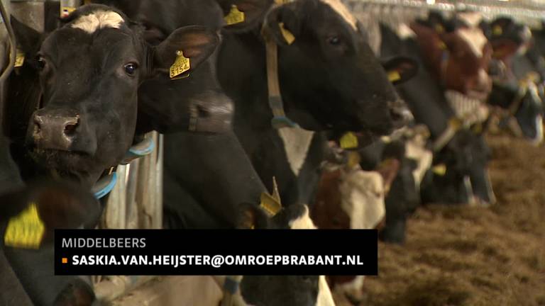 Melkveehouders staan met de rug tegen de muur: na melkquotum komt nu het fosfaatquotum