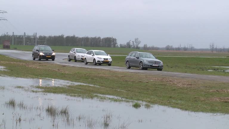 Alle liefhebbers verzamelen in de Biesbosch voor de zeldzame zwartkoprietzanger
