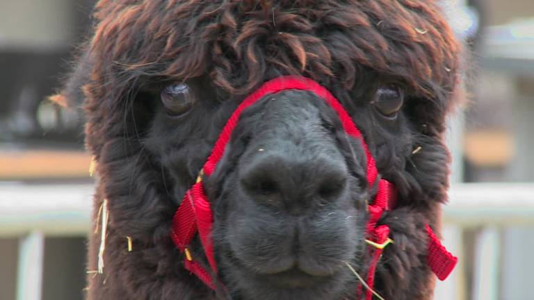 De mooiste alpaca’s met de beste wol brengen met gemak tachtigduizend euro op