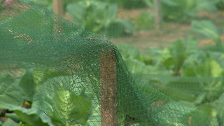 Schoffelen als therapie op de moestuin het werkt is goedkoop en rustgevend