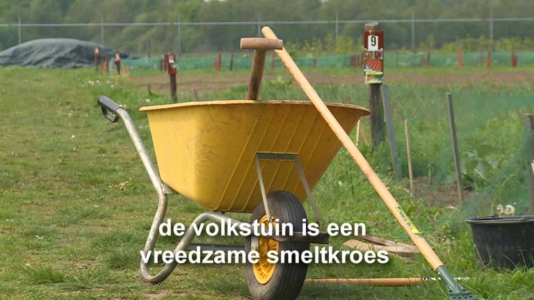 De volkstuin is een probleemloze groene smeltkroes van veel nationaliteiten