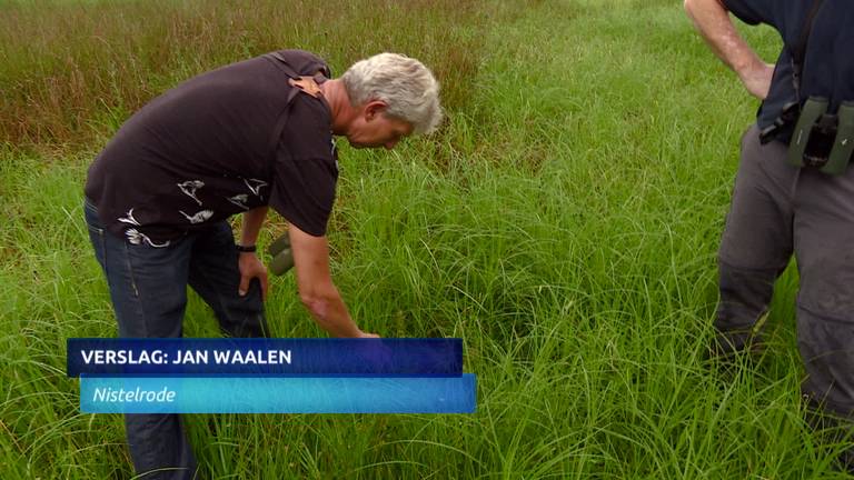 Zijn er duizend verschillende planten en dieren te vinden op de Maashorst