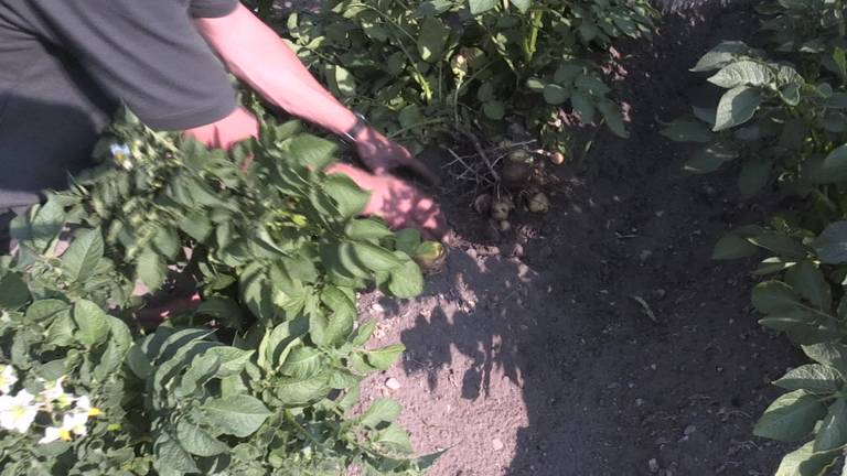 Boeren proberen hun gewassen door de droogte heen te halen