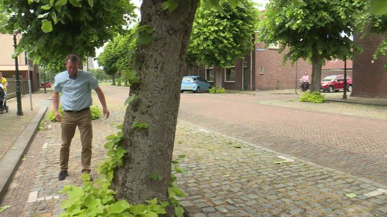 Bomenmakelaar wil zoveel mogelijk bomen behouden