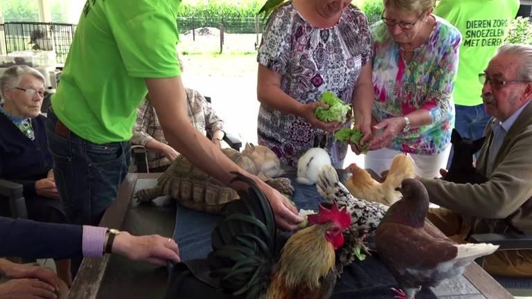 Knuffelen met dieren