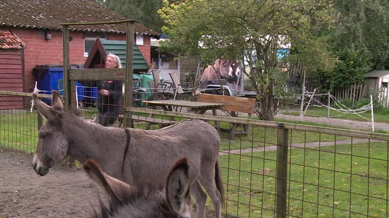 Gedumpt hangbuikzwijntje Miss Piggy heeft een nieuw baasje gevonden