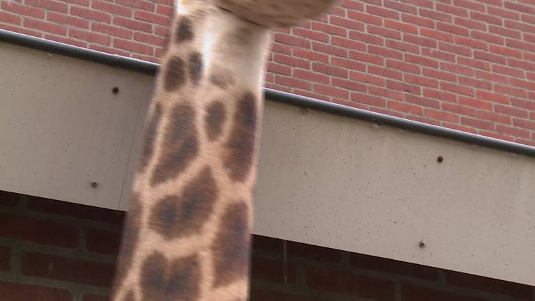 Giraffekop te koop (inclusief drie meter lange nek) om boven de bank te hangen