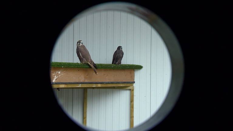 Roofvogels uit Langenboom geliefd bij Arabieren