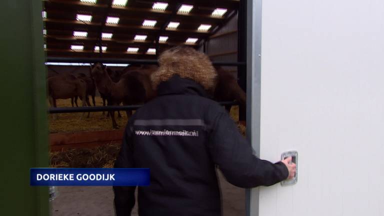 Kamelenmelker opent grotere stal: ‘Spelen tussen de kamelen’