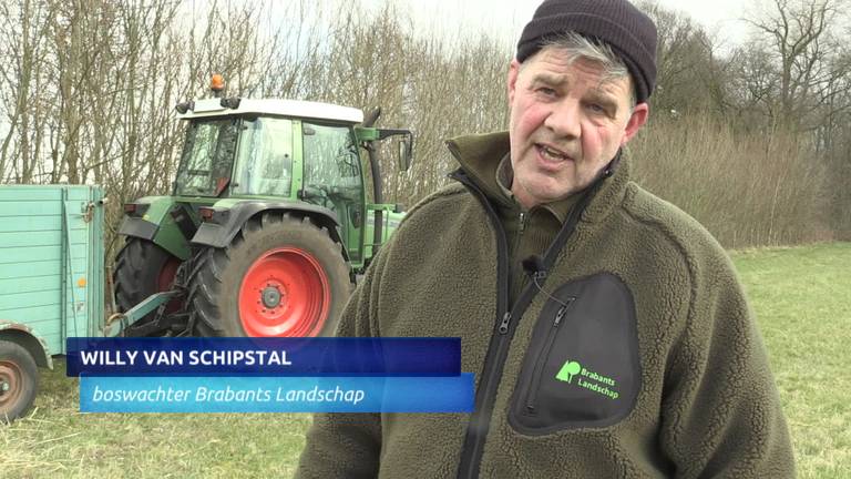 Gedumpte varkens in Mill gevangen en naar warme stal gebracht