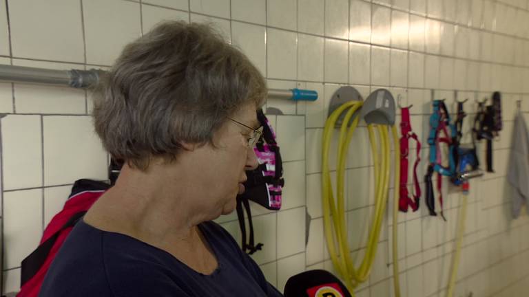 Aquajoggen voor honden, het kan gewoon in Berghem