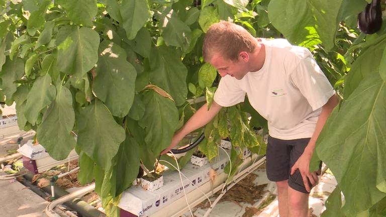 Restwater van de suikerfabriek laat de plantjes in de kas groeien