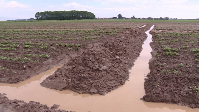 Flinke strop voor akkerbouwer Leen Vos