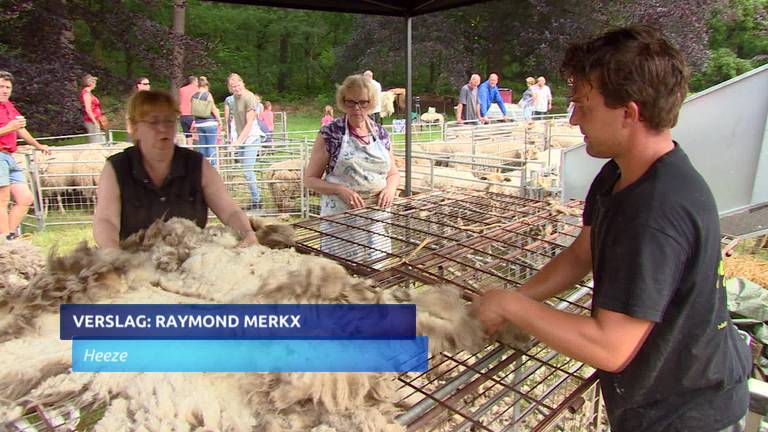 250 schapen geschoren: doei wintervacht!