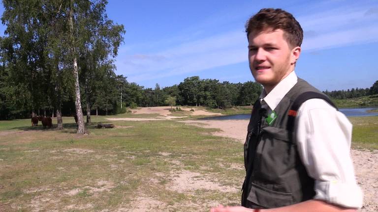 Een Schotse hooglander heeft gisterochtend een wandelaarster aangevallen in natuurgebied Surae bij Dorst.