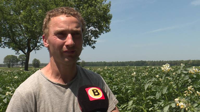 Boer Paul Horevoorts uit Alphen sprayt zonnebrand om zijn aardappels te beschermen tegen de zon