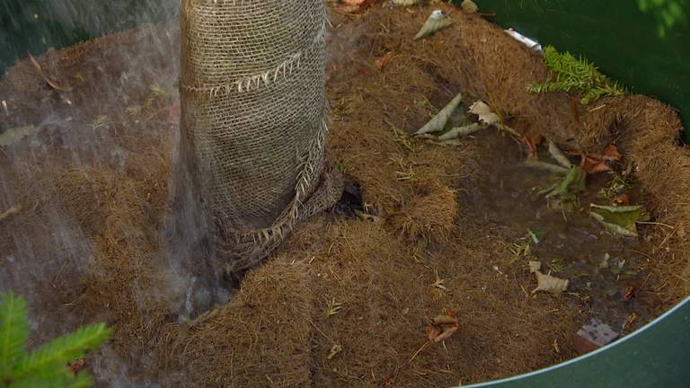 Tachtigduizend liter voor planten in Roosendaal vanwege droogte