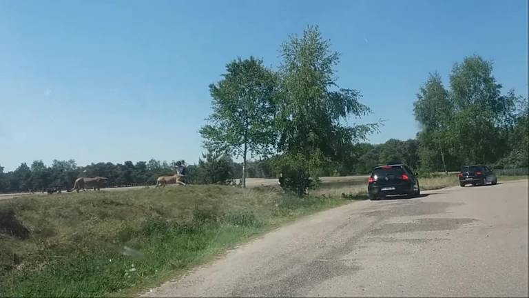 Ludieke actie Beekse Bergen: knuffelen met jachtluipaarden in de vorm van bloedmooie vrouwen