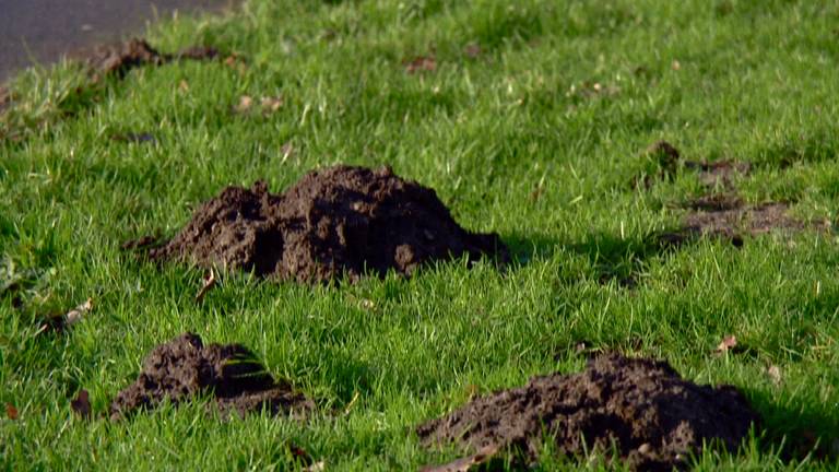 Dat is pas echt molesteren, de paartijd komt eraan dus mollen leven zich uit op grasveld