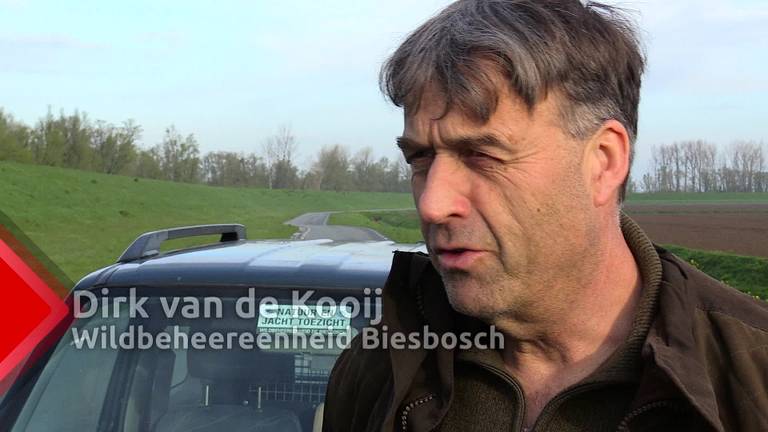 Honderden reewildspiegels in de Biesbosch moet aanrijdingen met groot wild verminderen
