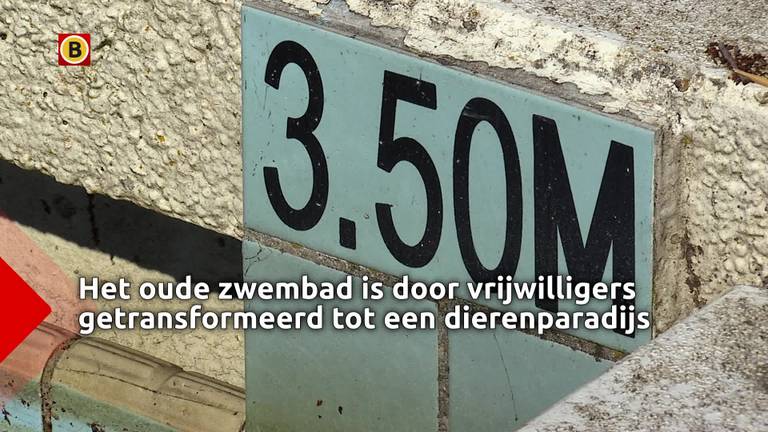 Topdrukte bij heropening oud openluchtzwembad dat is omgebouwd tot knorrend dierenparadijs