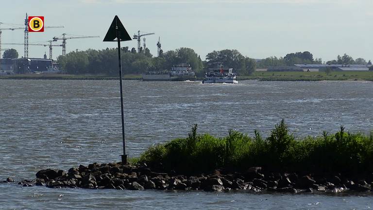 Voor onderzoek zwemmen zalmen met een zender in hun buik in onze rivieren