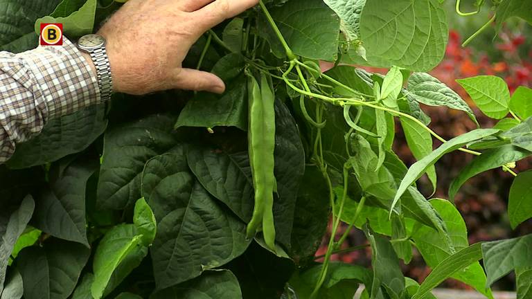 Vers uit de tuin is héél goedkoop en gezond, maar helaas ook onbekend