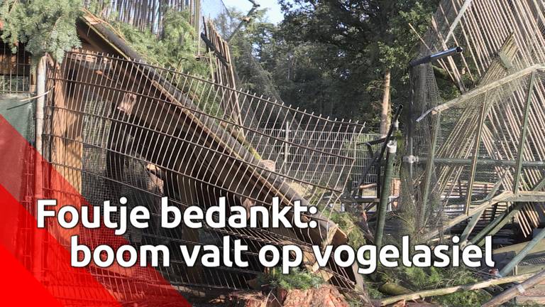 Omgezaagde boom velt vogelasiel