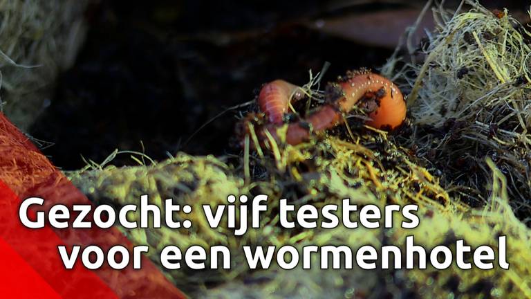De gemeente Altena zoekt vijf testers voor een wormenhotel.