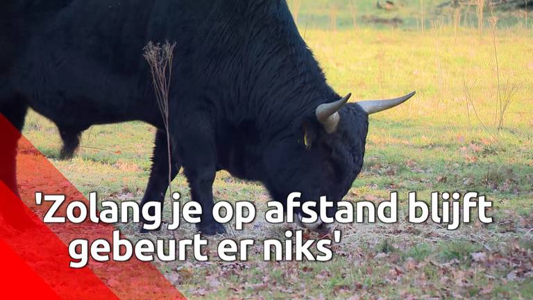 Wandelaars over tauros in natuurgebied De Maashorst: 'Op afstand blijven'