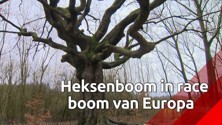 Heksenboom van Kaat mogelijk mooiste van Europa