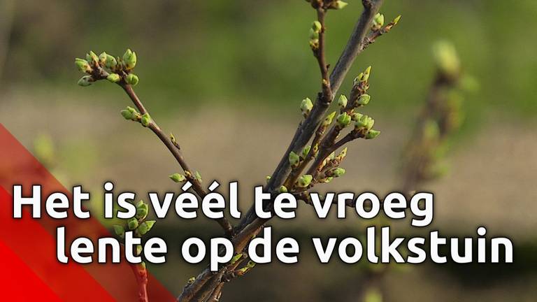 Middenin de winter is de lente op de volkstuin wel héél vroeg begonnen