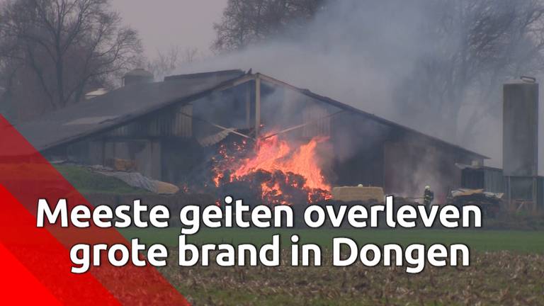 De meeste geiten overleefden de brand.