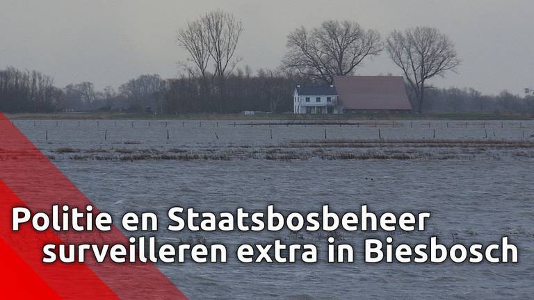 Politie en Staatsbosbeheer surveilleren extra in Biesbosch om gevluchte dieren te beschermen