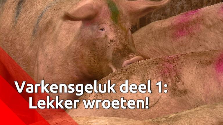 Varkens leven gelukkiger door te wroeten in de grond