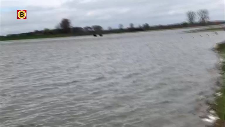 Drie taurossen keren vanaf een eilandje in de Maas terug naar een veilige omgeving (video: stichting Taurus).