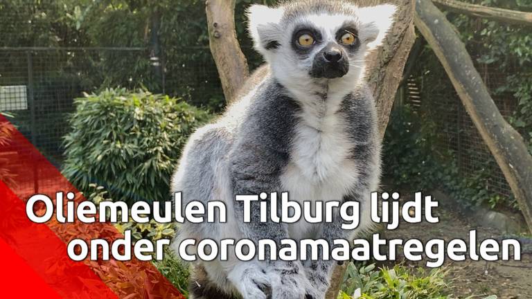 Bastiënne ligt bijna wakker van de dreigende sluiting van dierenpark De Oliemeulen