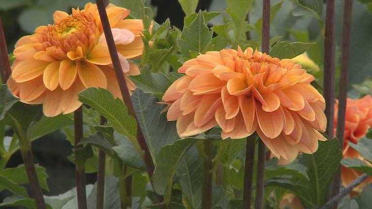 Buurtschappen Zundert vegen plan van tafel voor een alternatief bloemencorso