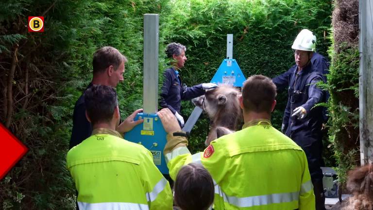 De kameel werd door de hulpdiensten omhoog getakeld