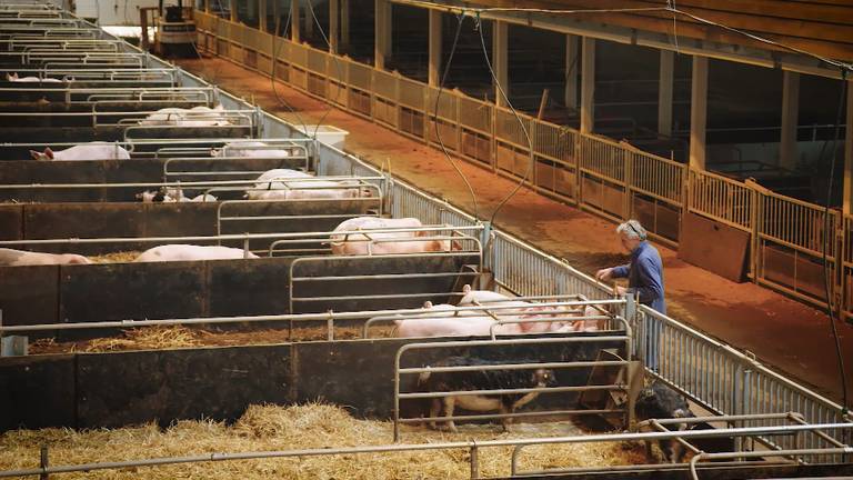 Maarten Rooijakkers (59) begint adoptiebureau voor varkens