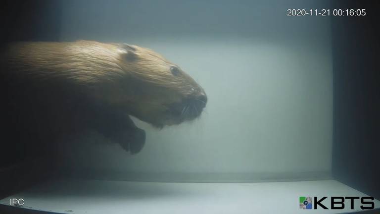 bever, baars, zalm en zeeforel vastgelegd op camera