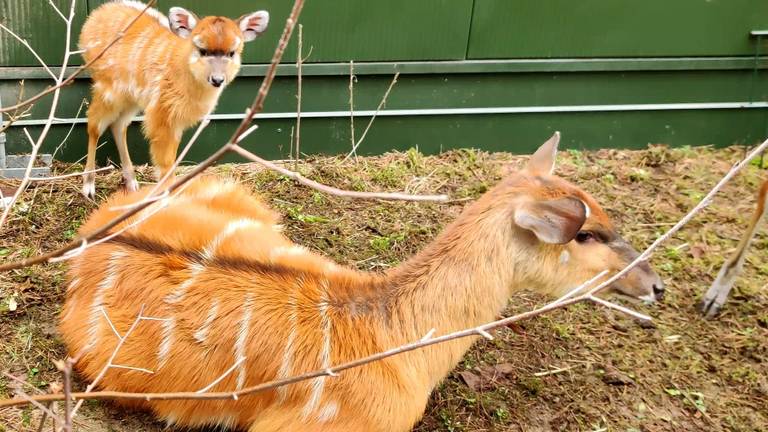  Sitatoenga ter wereld gekomen in Safaripark Beekse Bergen