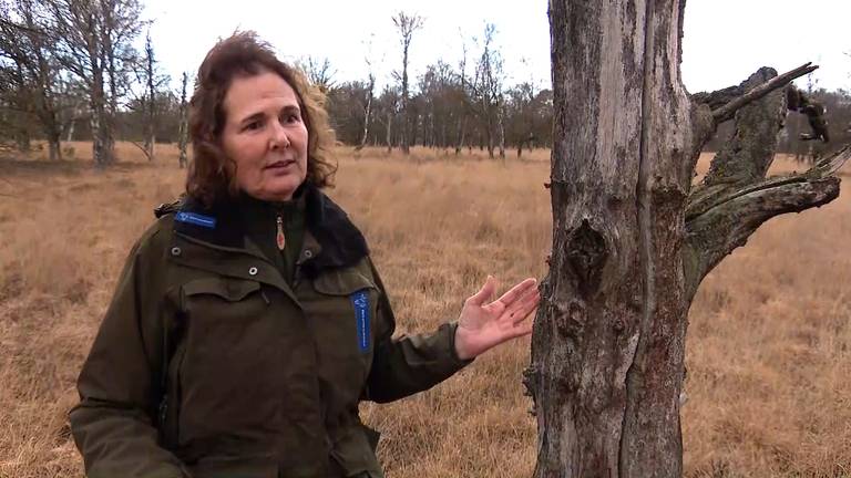 Boswachter Irma de Potter over stikstofschade aan de natuur