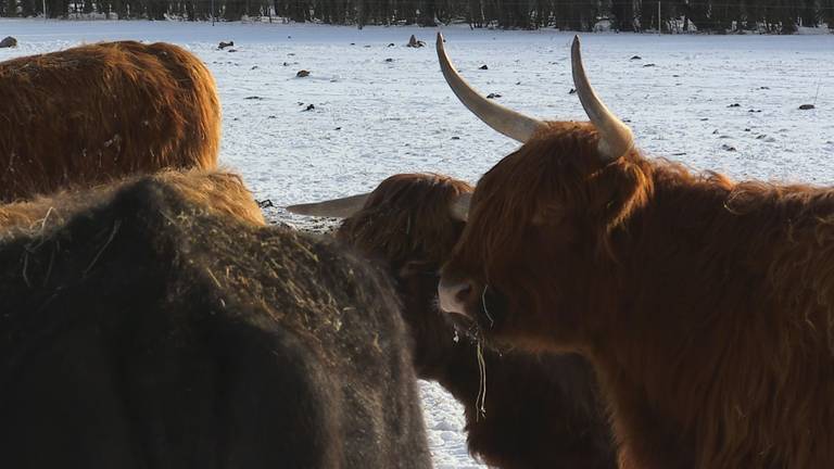 Waterbuffels, Konikpaarden en Schotse Hooglanders ondergebracht op winters ‘schuiladres’ in de Biesbosch