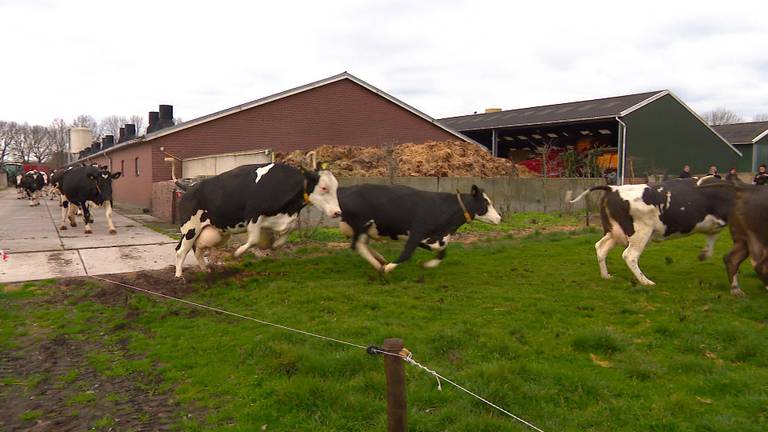 De koeien van boer Teun zijn dolblij dat ze de wei weer in mogen.