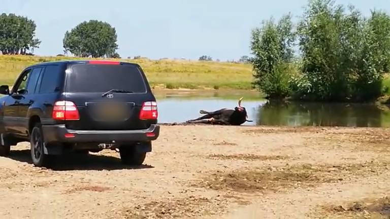 Twee taurossen worden doodgeschoten bij natuurgebied Keent bij Graven.