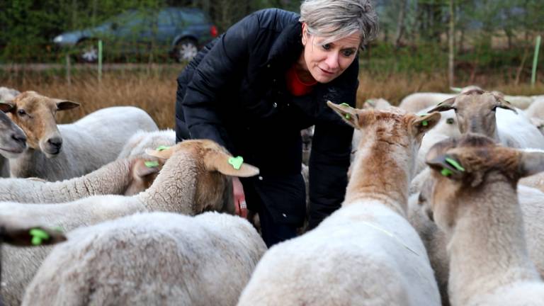 Schaapsherder beschermt zijn schapen samen met 20 vrijwilligers.