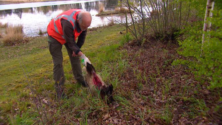 De boswachter vindt regelmatig dode dieren langs de weg, omdat ze zijn aangereden.