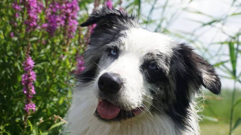 Hond knetterstoned na wandeling door polder: 'Het is wel Brabant' 